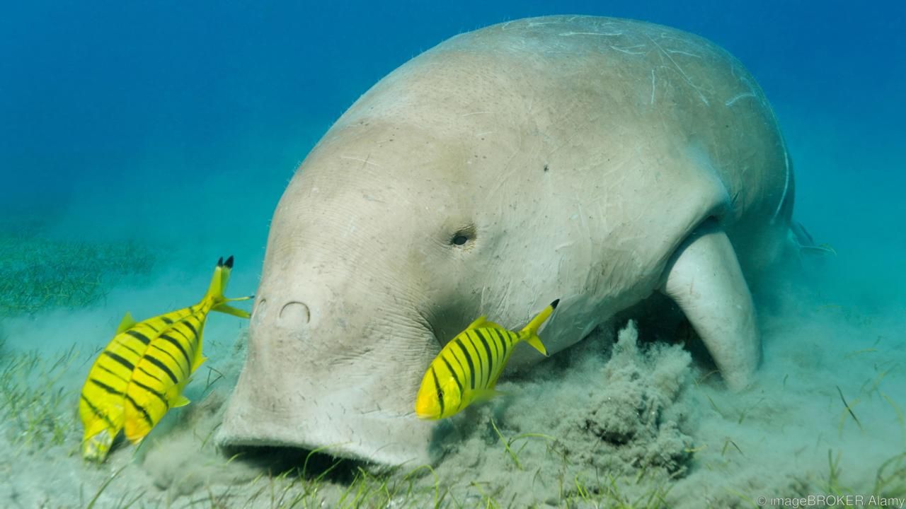 L’estinzione della megafauna marina porterà a una perdita incalcolabile di biodiversità